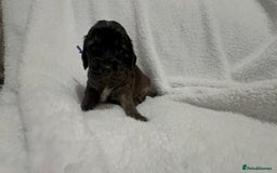 Cocker Spaniel dogs for sale: Show cocker spaniel pups ready 4th November  - Image 10