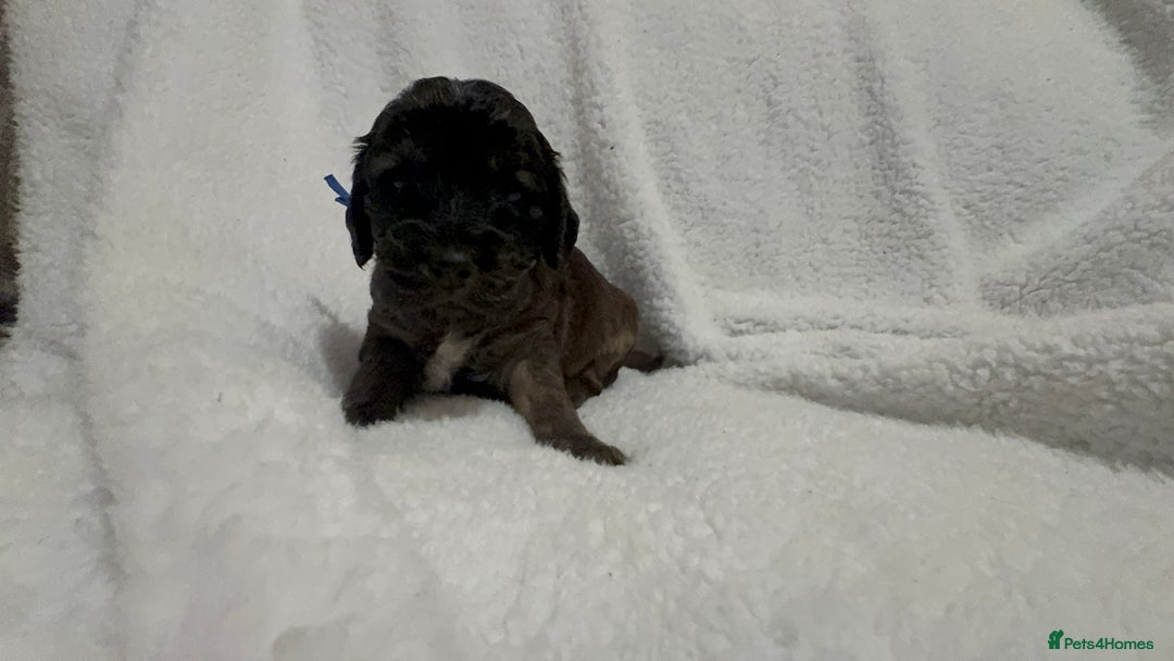 Cocker Spaniel dogs for sale: Show cocker spaniel pups ready 4th November  - Image 10