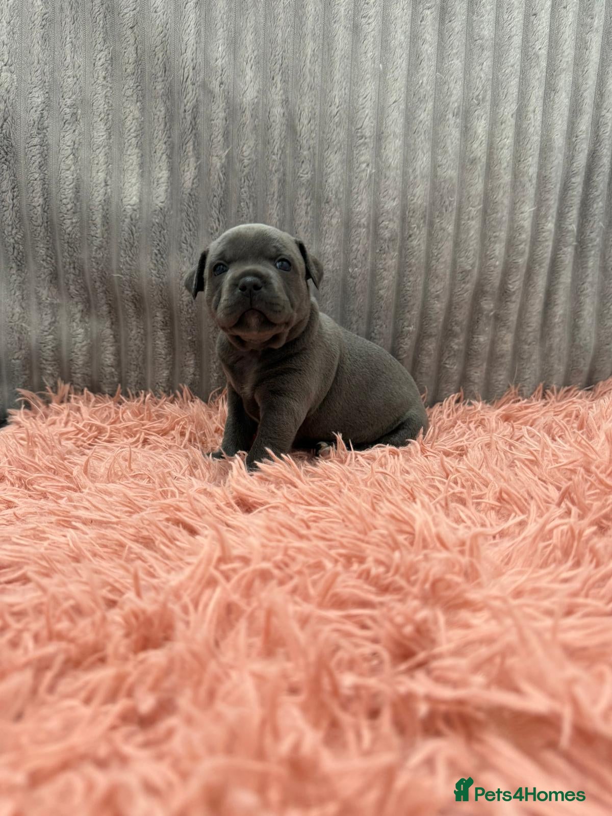 Staffordshire Bull Terrier dogs WORLD CLASS BLUE STAFFORDSHIRE BULL TERRIER PUPS - Advert 2