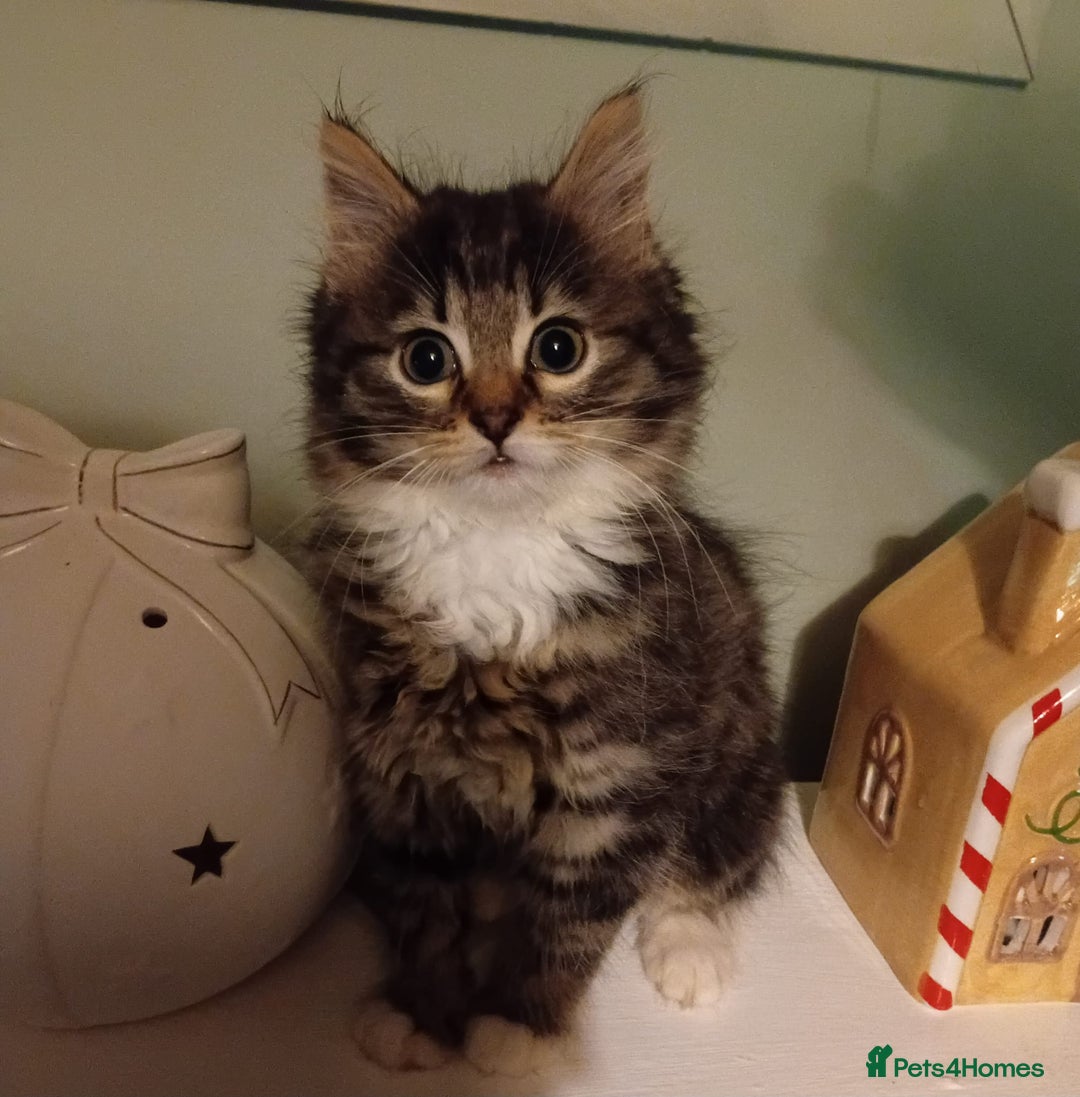 Mixed Breed cats for sale: 2 beautiful kittens ready for loving homes - Advert 6