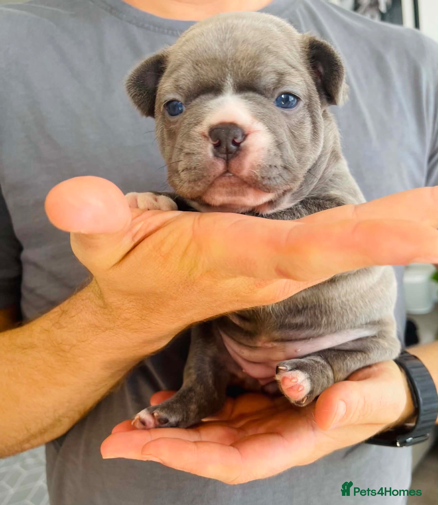 French Bulldog dogs Beautiful Pedigree French Bulldog girls🥰 - Advert 9