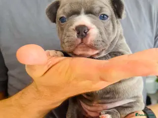 French Bulldog dogs Beautiful Pedigree French Bulldog girls🥰 - Advert 9