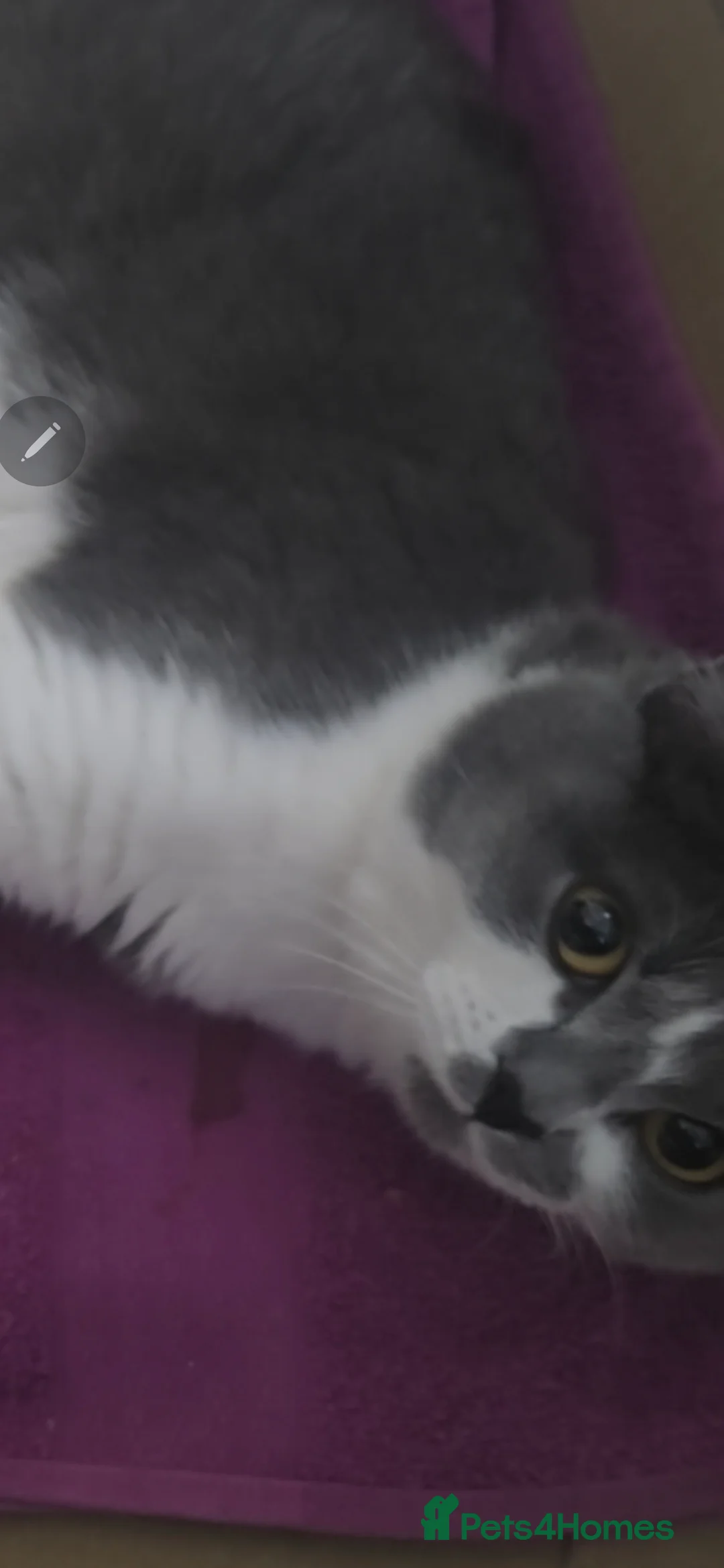 British Shorthair cats for sale: British Shorthairs in Keighley - Advert 1