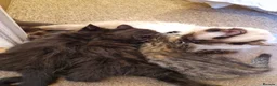 Mixed Breed cats for sale: Beautiful Half-Ragdoll Princess - Advert 3