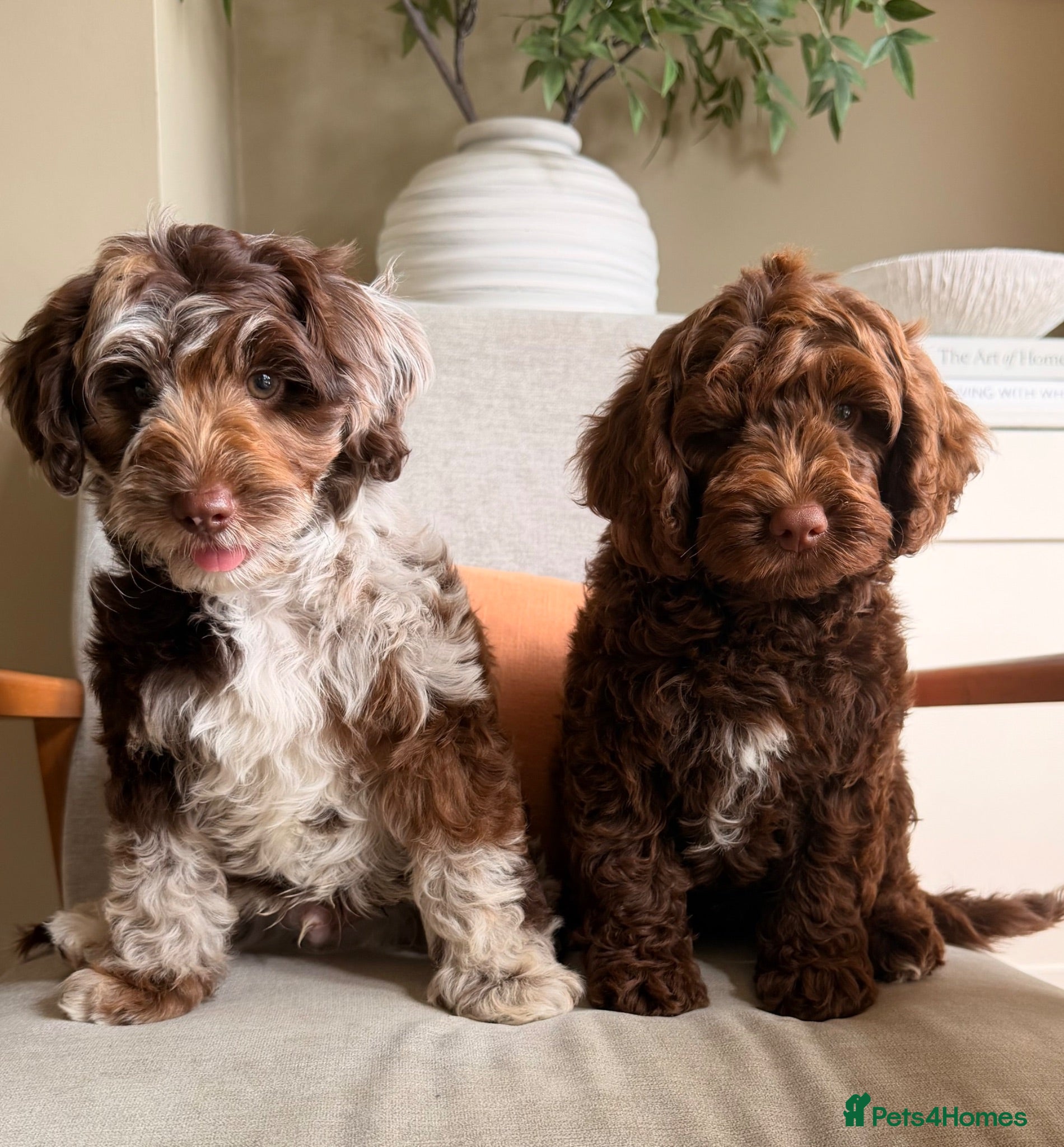 Cockapoo dogs Merle and Chocolate F1b Cockapoos Due Sept’ - Advert 5