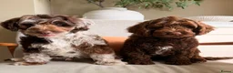 Cockapoo dogs for sale: Merle and Chocolate F1b Cockapoos Due Sept’ - Advert 1