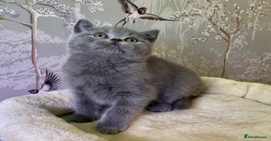 British Shorthair cats 🧸EXCEPTIONAL QUALITY PURE BREED BSH TEDDY BEARS🧸 - Advert 14