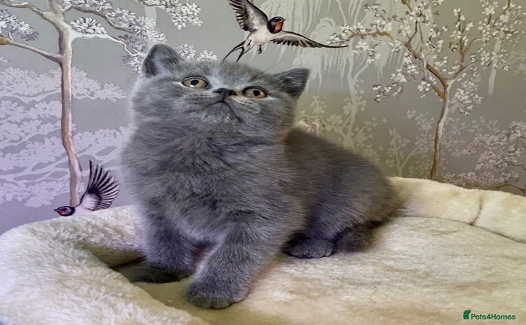 British Shorthair cats 🧸EXCEPTIONAL QUALITY PURE BREED BSH TEDDY BEARS🧸 - Advert 6
