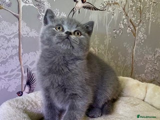 British Shorthair cats 🧸EXCEPTIONAL QUALITY PURE BREED BSH TEDDY BEARS🧸 - Advert 5