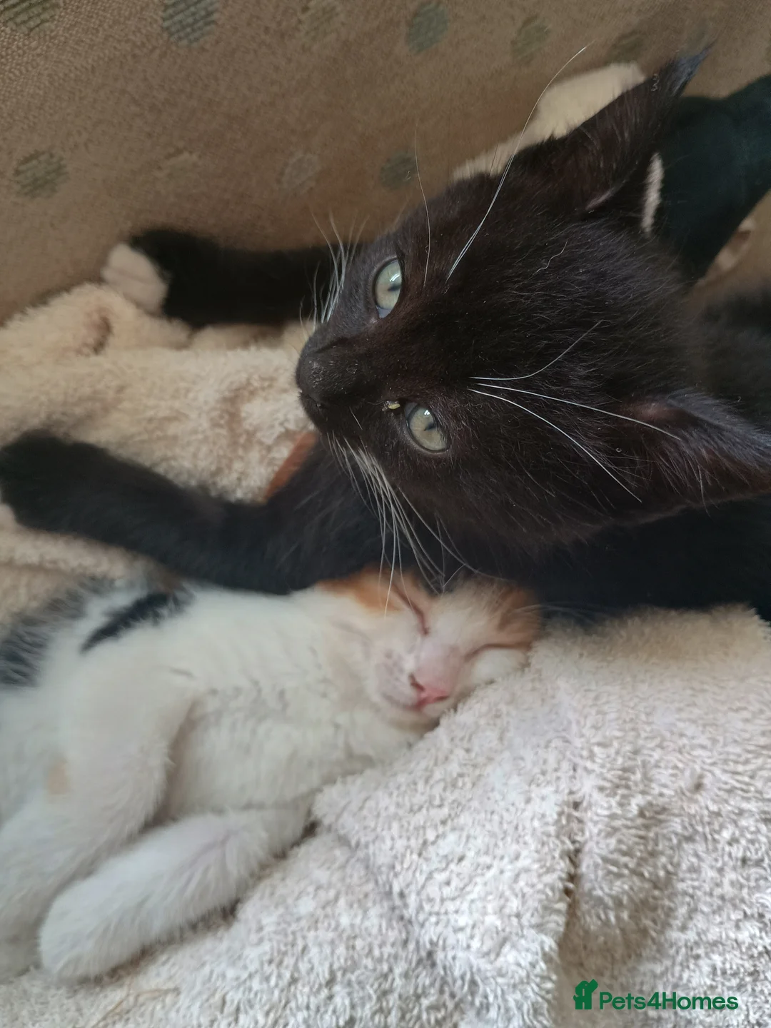 Mixed Breed cats for sale: Mixed breed male kitten - Advert 2