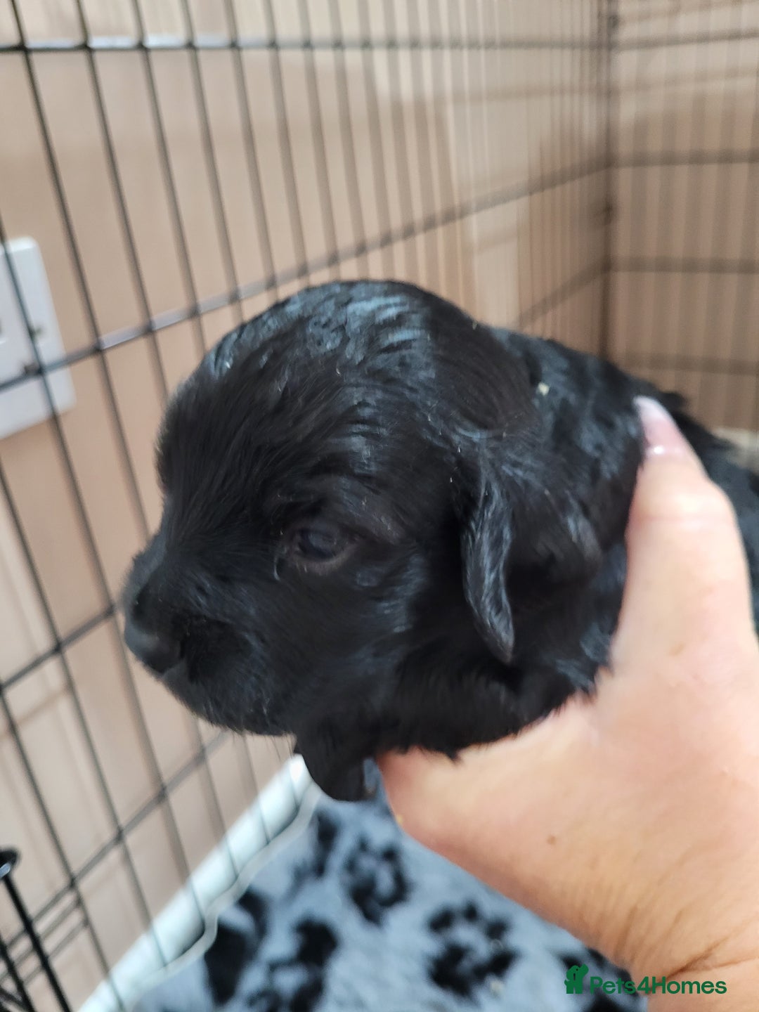 Sprocker dogs for sale: Sprocker puppies - Image 5