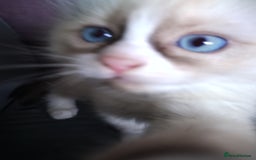 Ragdoll cats for sale: Beautiful Bluey  -unique little fluffy lovelies  - Image 9