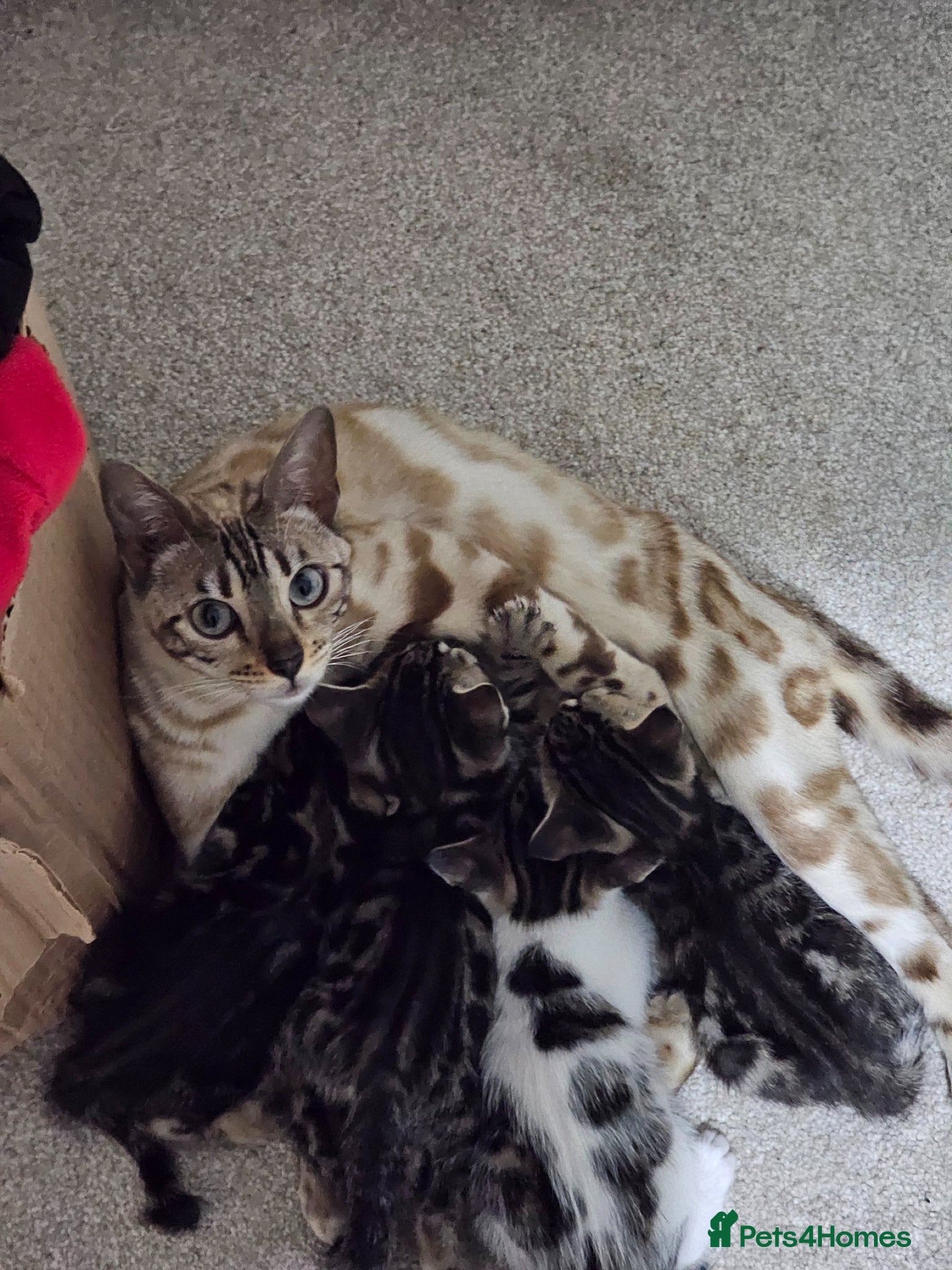 Bengal cats Cute cross bengal kitten available - Advert 2