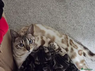 Bengal cats Cute cross bengal kitten available - Advert 2