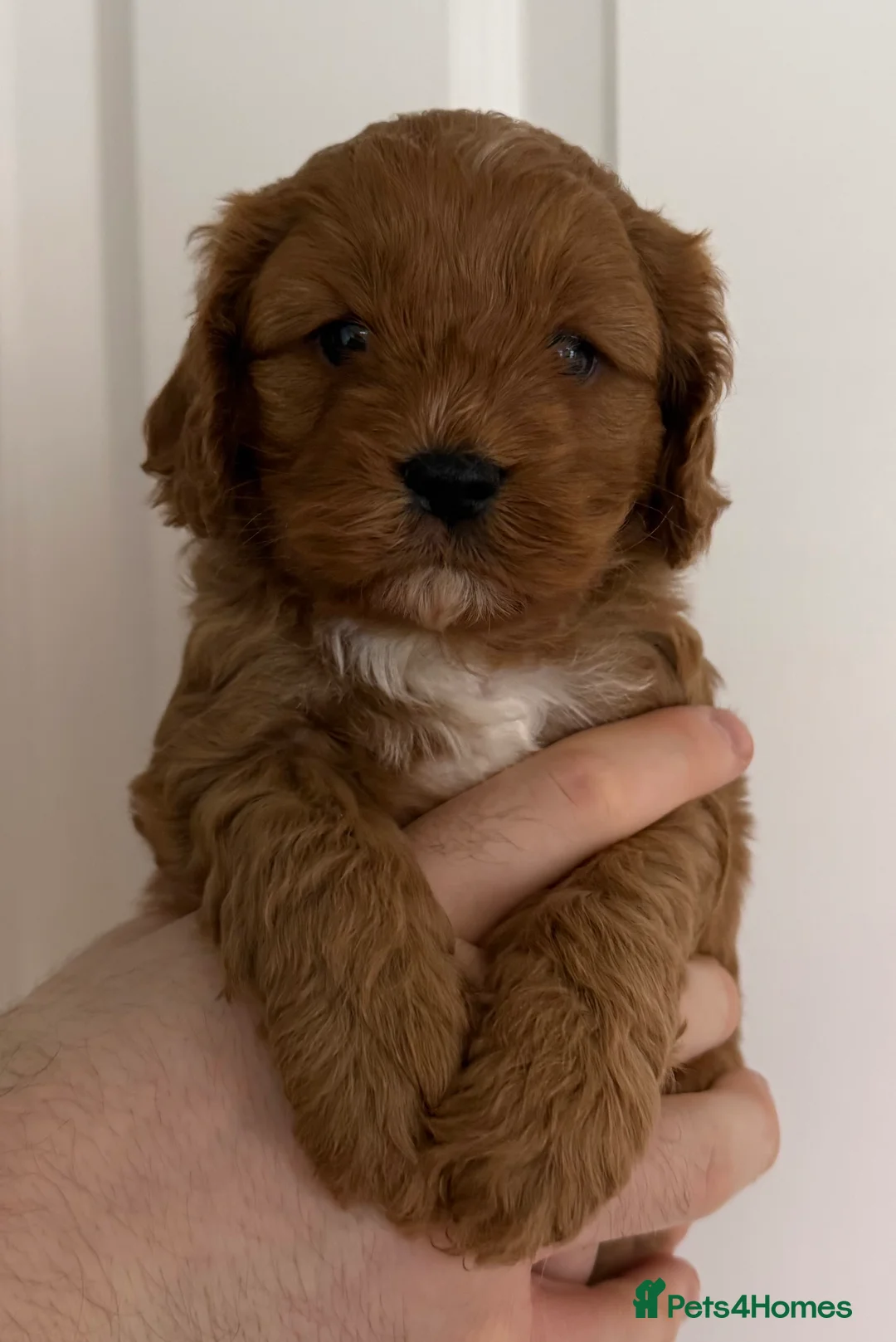 Cavapoo dogs for sale: Beautiful f1 cavapoo puppies  - Advert 4