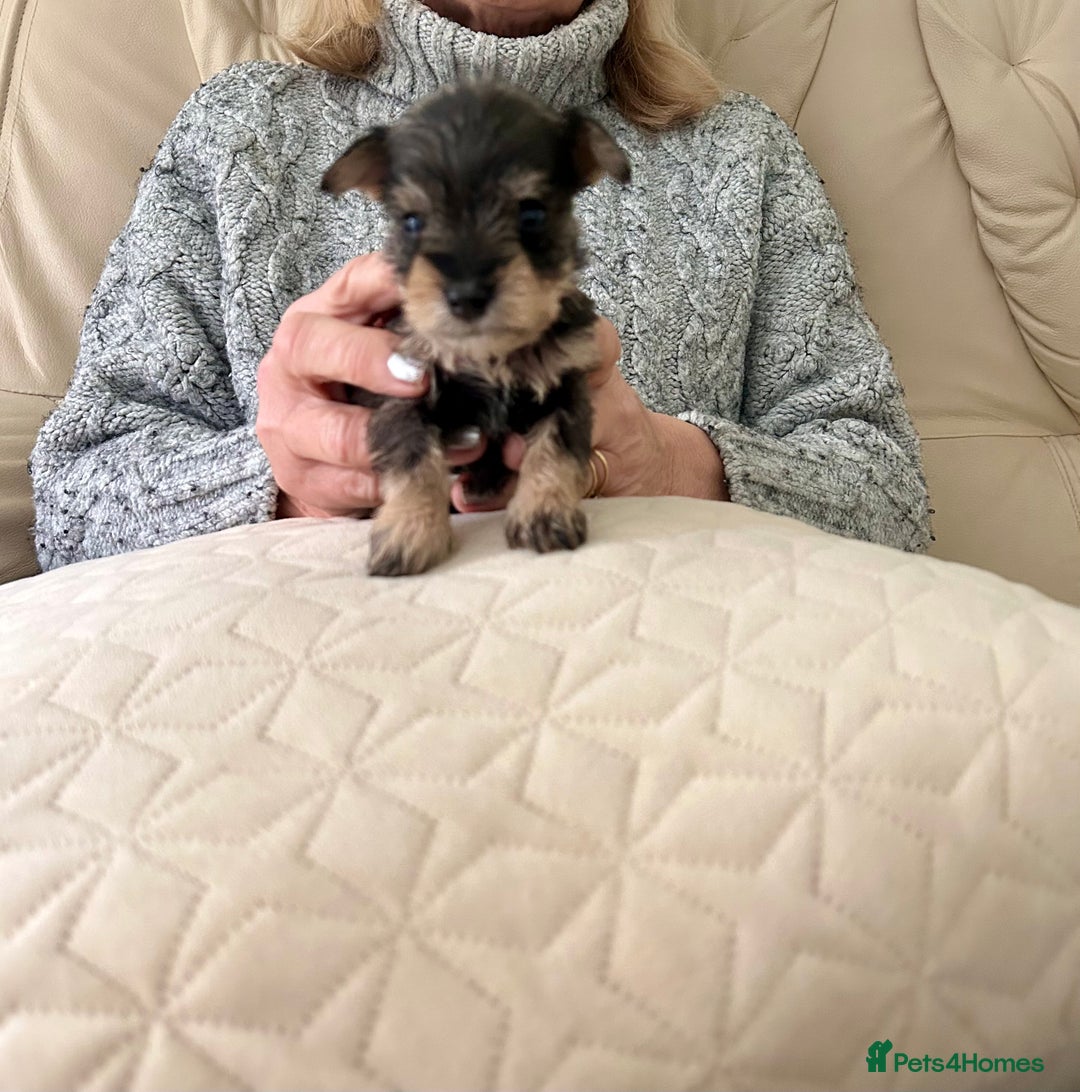 Miniature Schnauzer dogs for sale: Beautiful kc reg miniature schnauzers - Advert 5