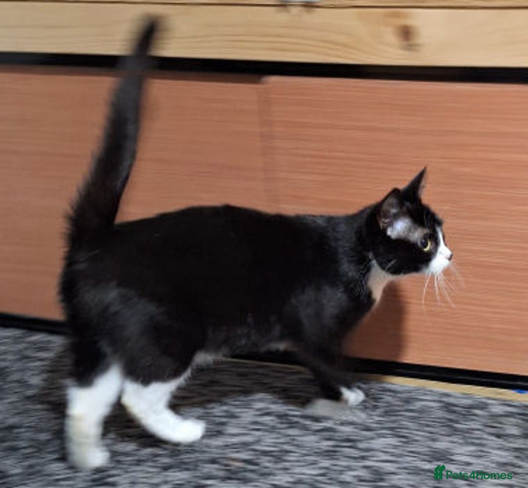 Mixed Breed cats for adoption: IRMARNI - Advert 2