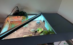 Hermann Tortoise reptiles for sale: 15 month old Hermanns Tortoise - Advert 3