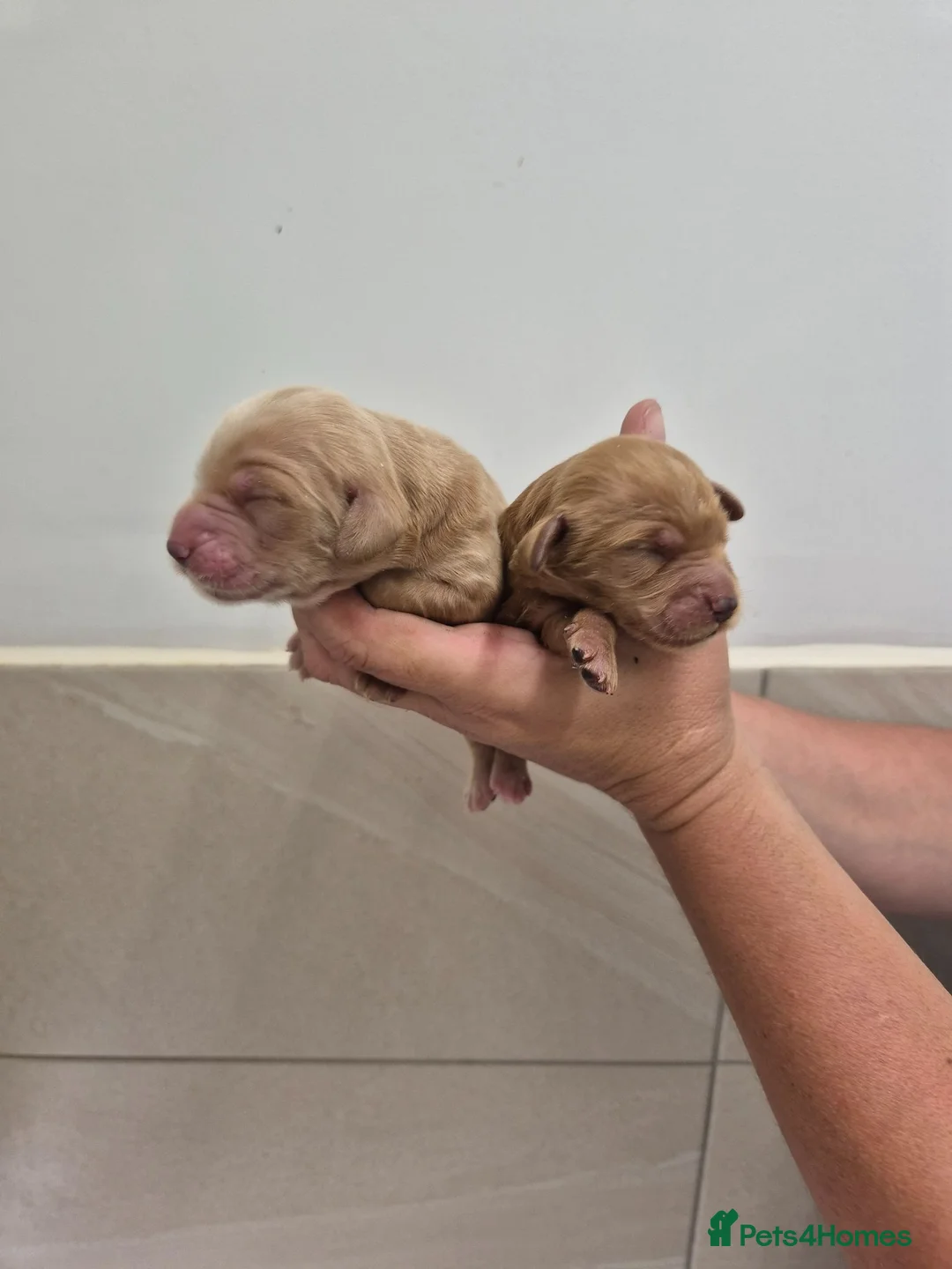 Cocker Spaniel dogs for sale: KC Registered Cocker Spaniels - Advert 2
