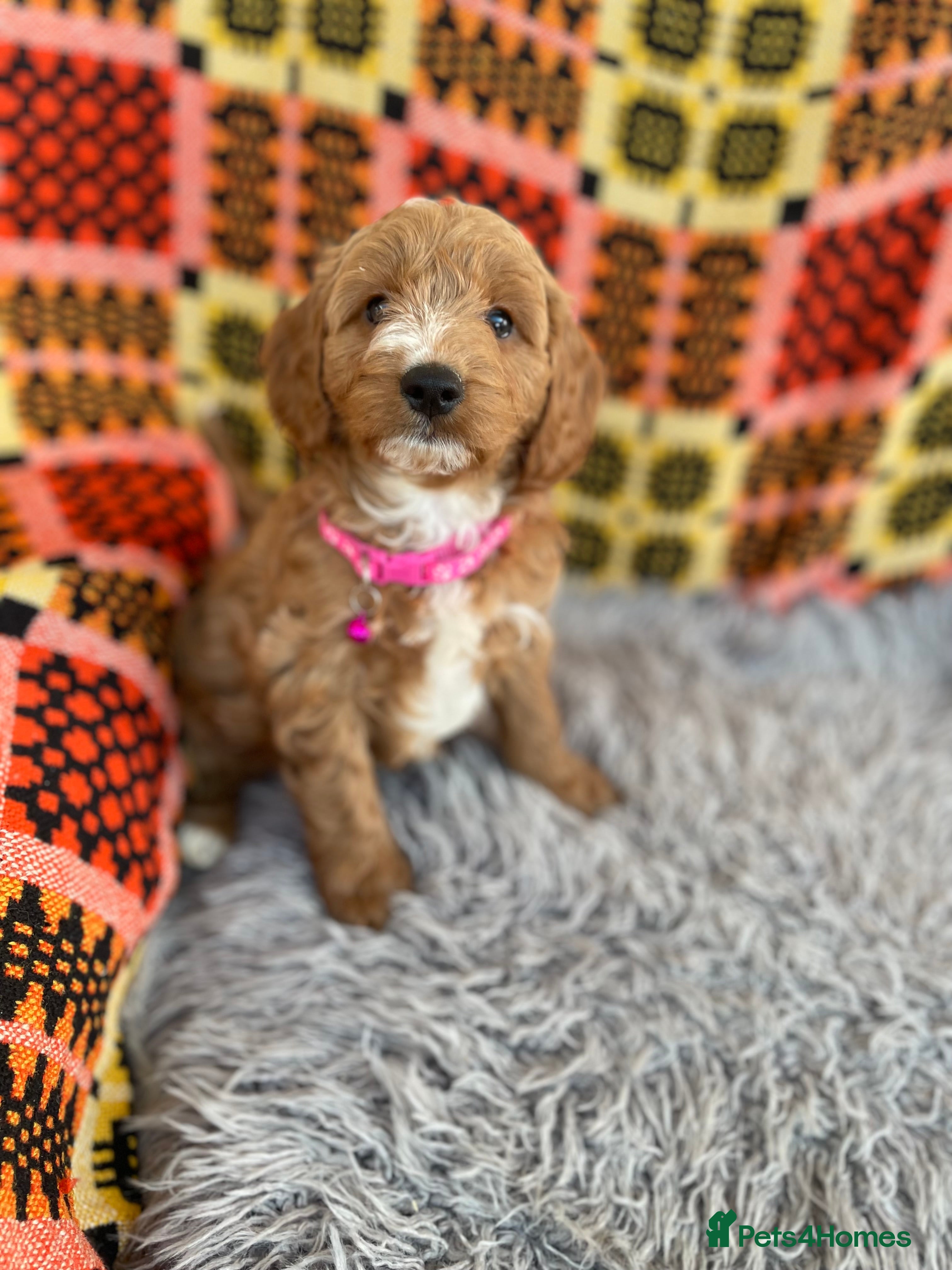 Cavapoochon dogs Cavapoochon boys and girls - Advert 2