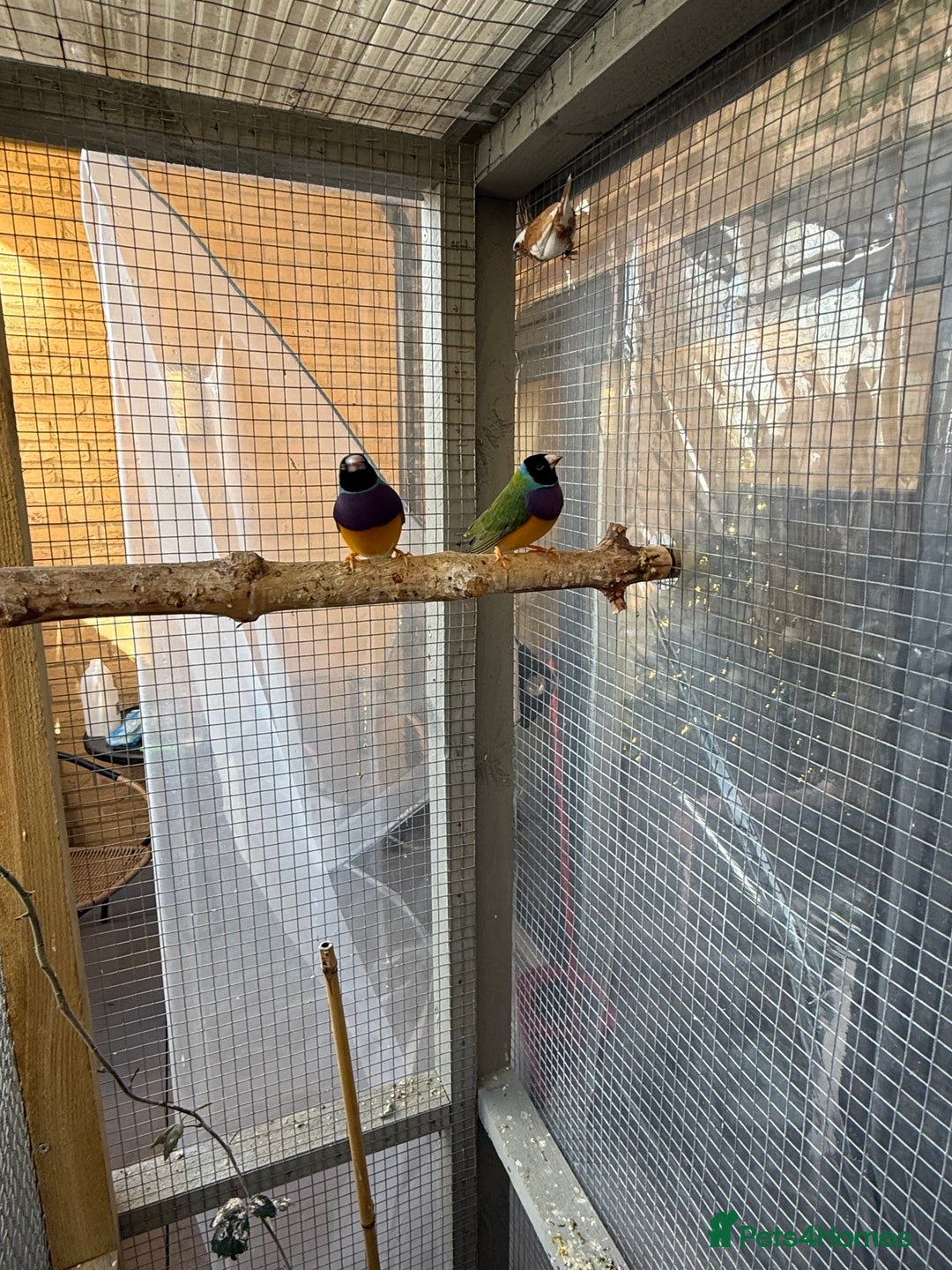 Finches birds for sale: 2 male guardians swap for parrot finches - Advert 8