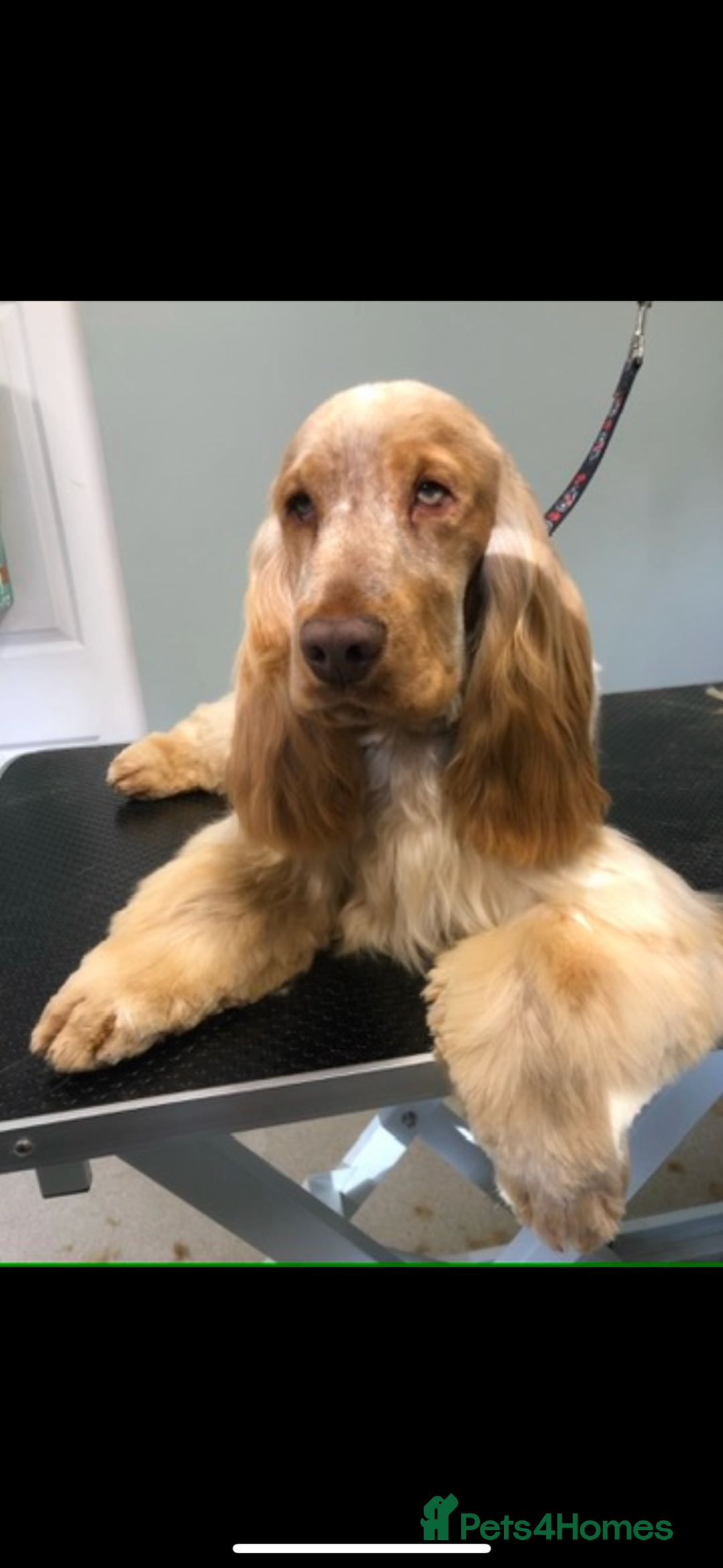 Cocker Spaniel dogs for sale: 🧡🤎 KC REG Show Cocker Spaniel Puppies For Sale - Advert 5