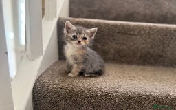 Persian cats for sale: Stunning half Exotic Persian kittens for sale.  - Image 1