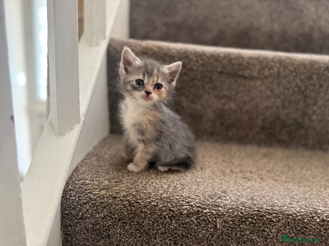 Persian cats for sale: Stunning half Exotic Persian kittens for sale.  - Image 1