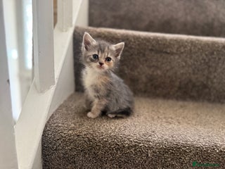 Persian cats - Advert 1