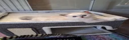 Ragdoll cats for sale: Four Beautiful Ragdoll kittens  - Advert 1