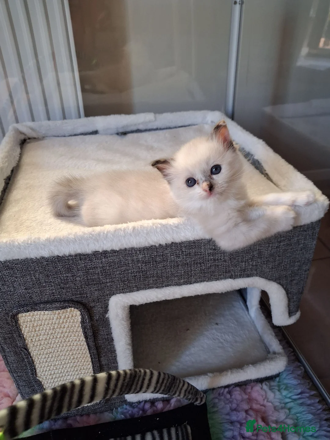 Ragdoll cats for sale: Four Beautiful Ragdoll kittens  - Advert 1