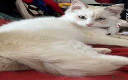 Ragdoll cats for sale: Lilac bicolour and mitted Ragdolls - Image 3