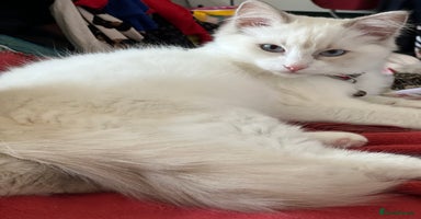 Ragdoll cats - Advert 1
