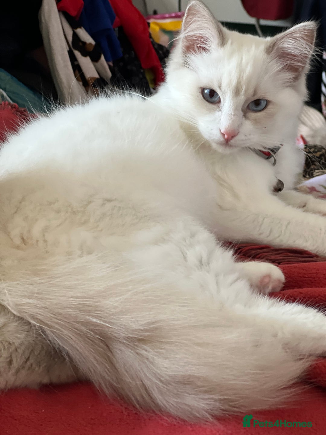 Ragdoll cats for sale: Lilac bicolour and mitted Ragdolls - Image 3