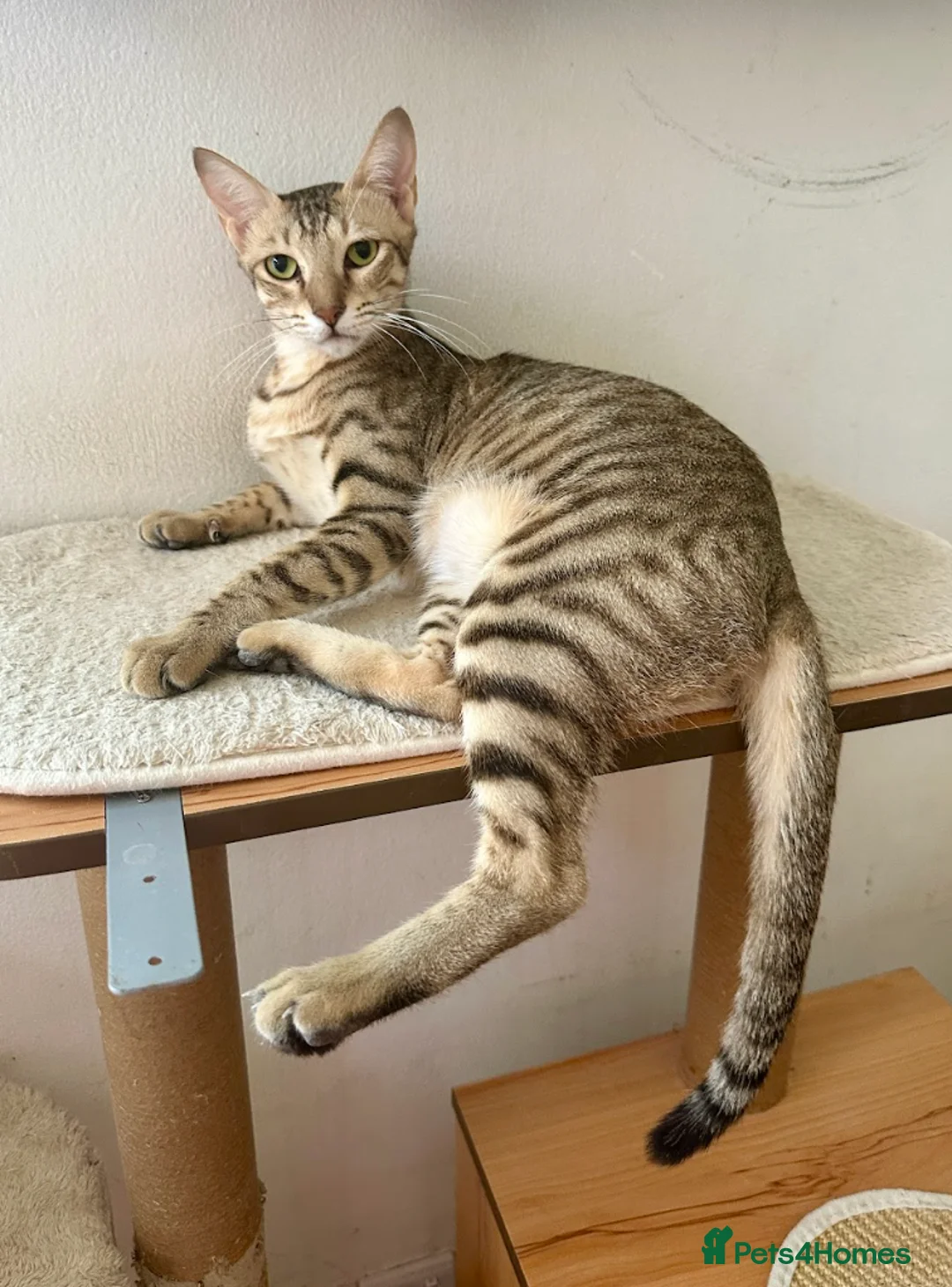 Arabian Mau cats for adoption: Female Tabby Cat for Indoor Adoption - Advert 3
