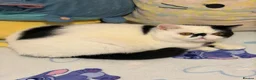 Exotic cats for sale: Exotic shorthair  - Advert 11