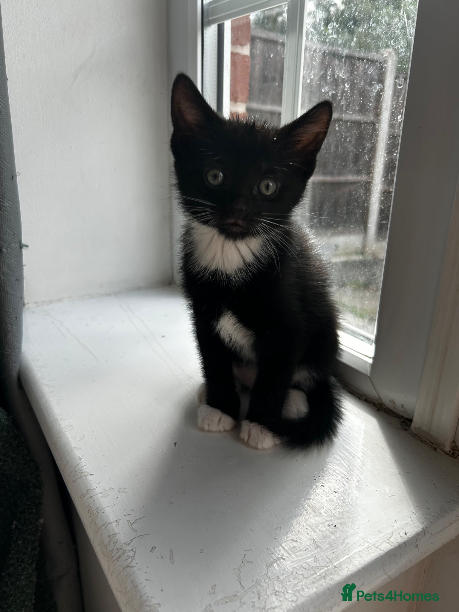 Domestic Shorthair cats Tuxedo male kitten 🐈‍⬛  - Advert 1