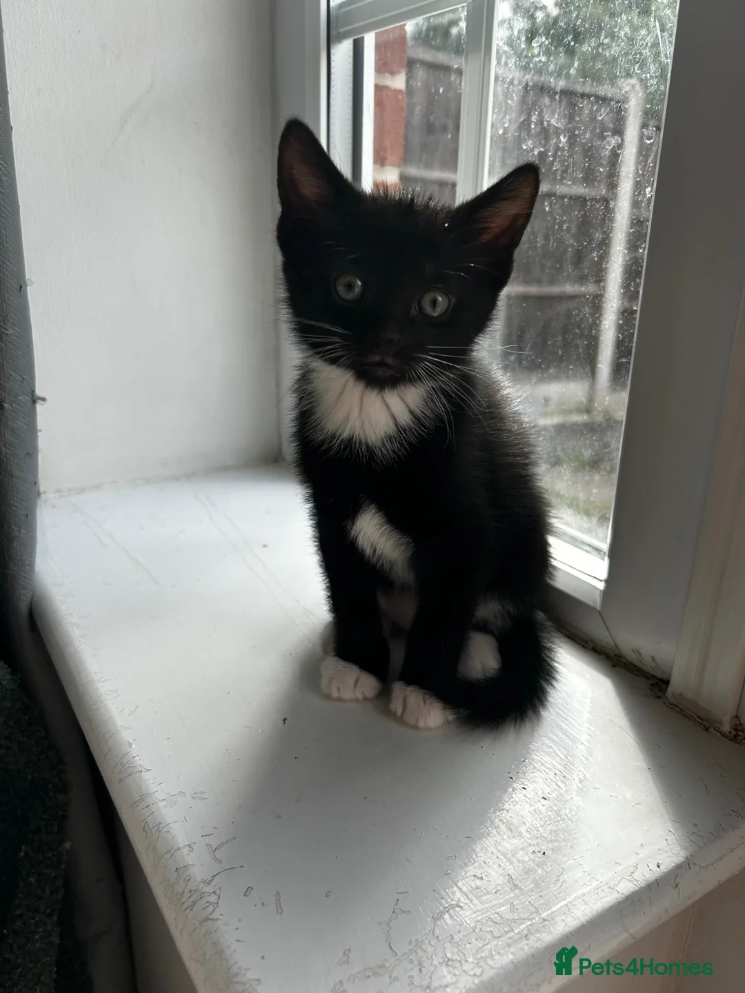 Domestic Shorthair cats for sale: Tuxedo male kitten 🐈‍⬛  - Advert 1