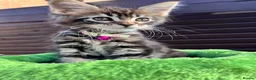 Maine Coon cats for sale: ❤️Maine Coon Girls     Excellent Bloodlines❤️ - Advert 4