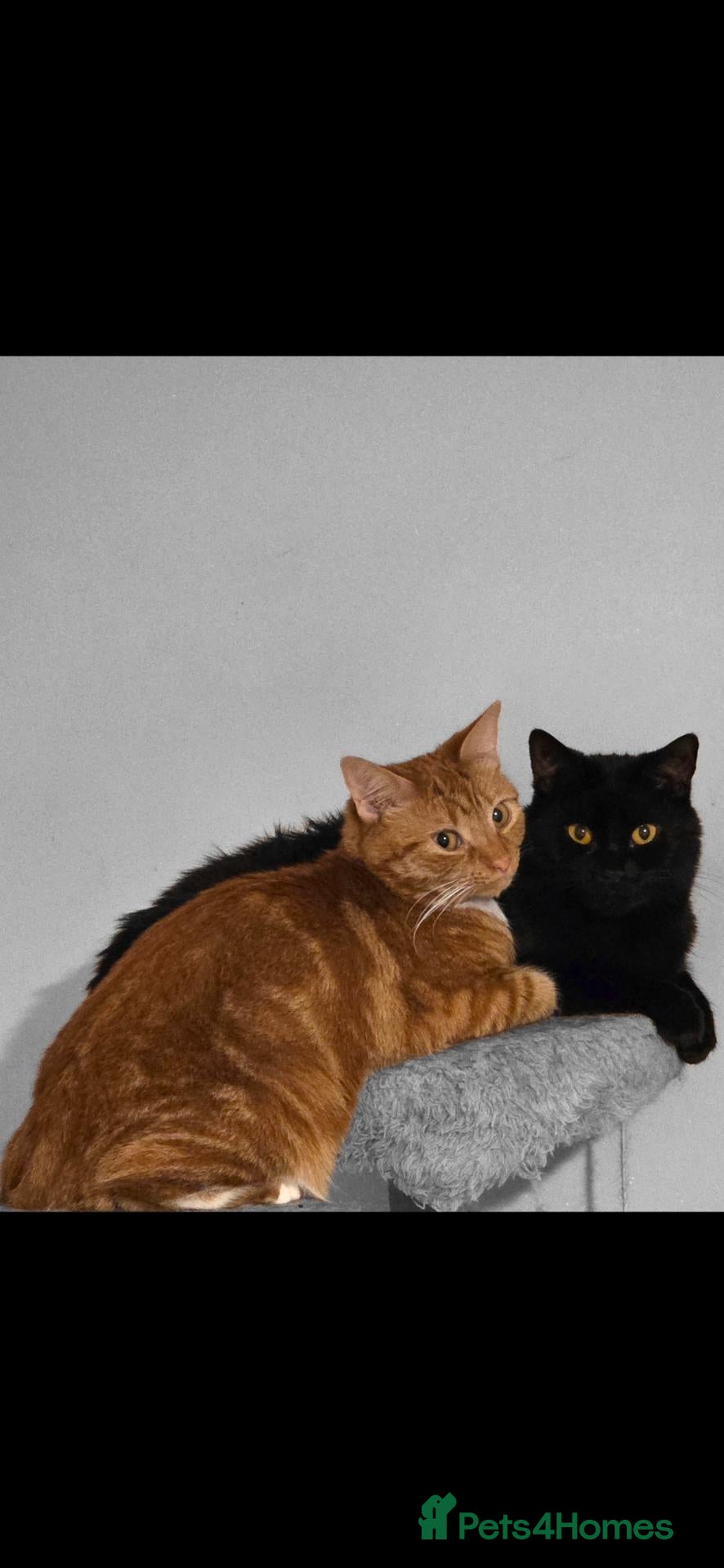 Mixed Breed cats Rehoming Gizmo and Ash  - Advert 1