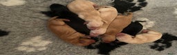 Labrador Retriever dogs for sale: Labrador Puppies - Advert 14