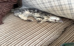 Mixed Breed cats for sale: Beautiful mixed breed kittens  - Image 12