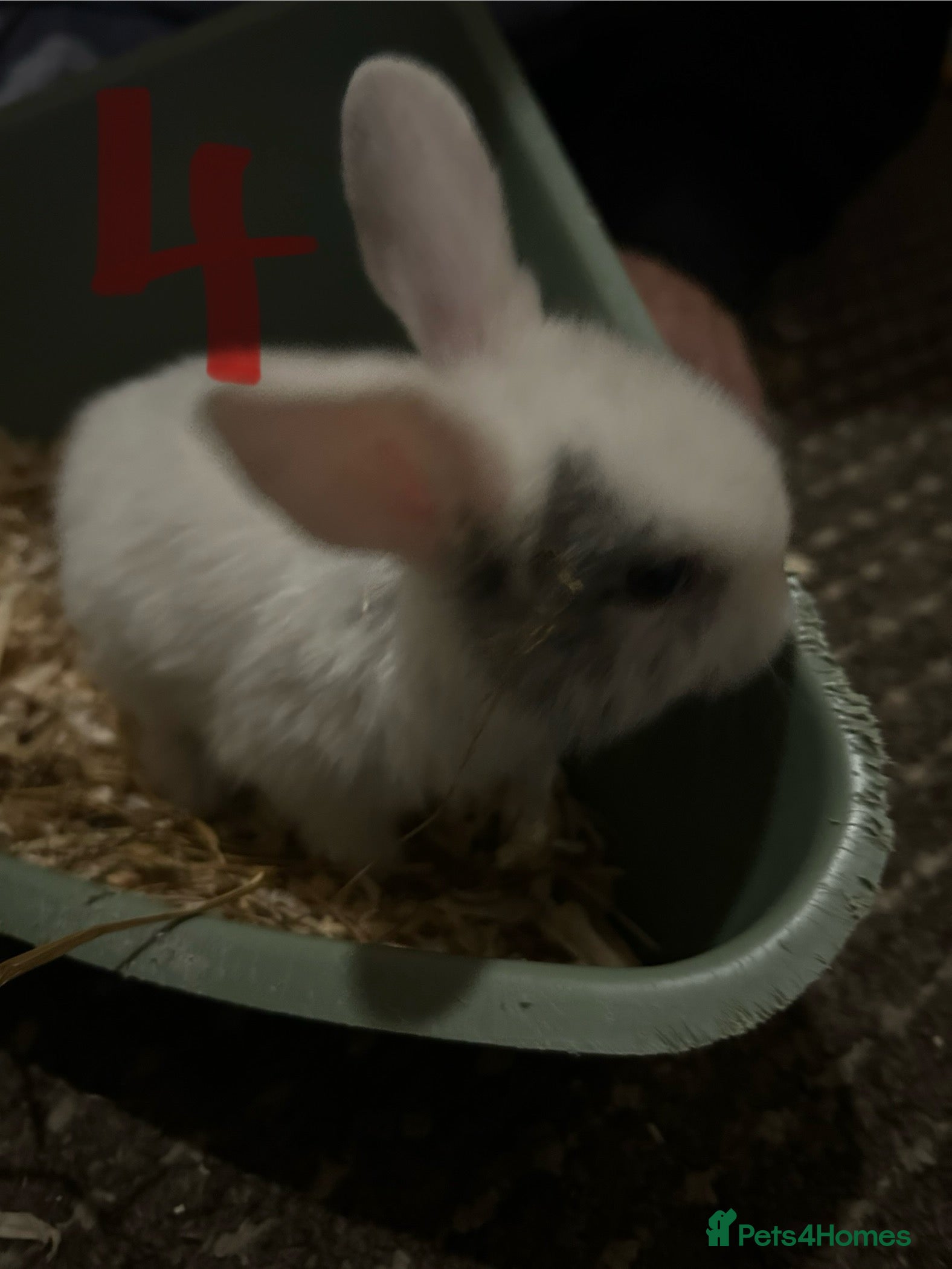 Mixed Breed rabbits  2 Bunnies for sale  - Advert 20