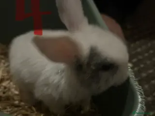 Mixed Breed rabbits 2 Bunnies for sale - Advert 20