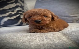 Cockapoo dogs for sale: 🌸Stunning fox red toy cockapoo🌸 - Image 2