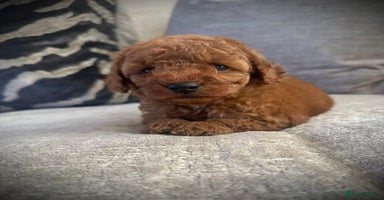 Cockapoo dogs - Advert 1