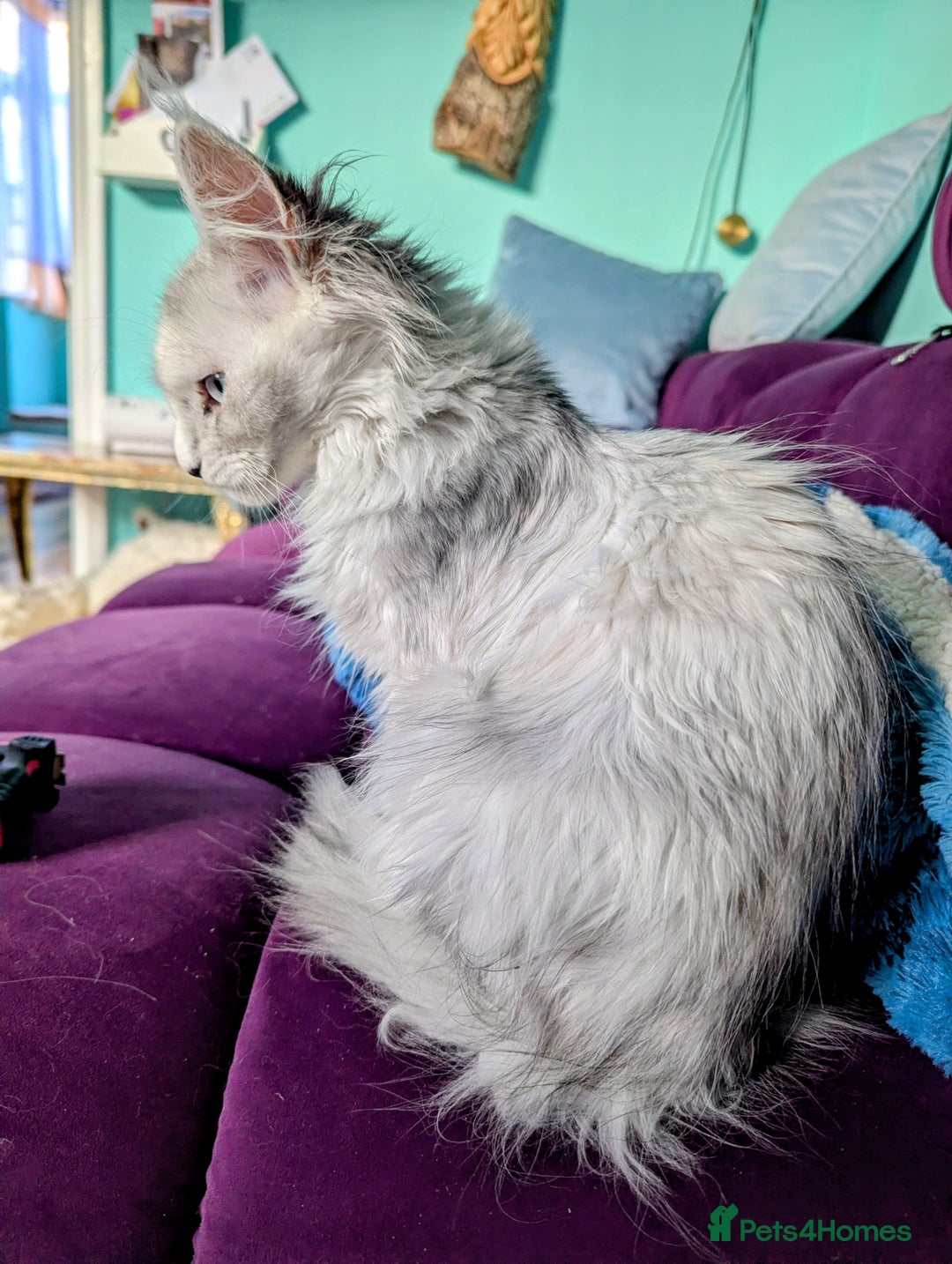 Maine Coon cats for sale: Beautiful Pedigree Maine Coon kittens  - Advert 3