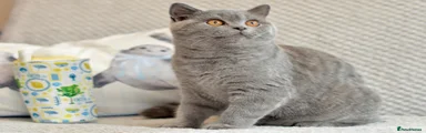 British Shorthair Kitten 5