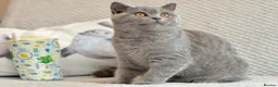 British Shorthair cats for sale: Beautiful paws*GB 😻 - Advert 5