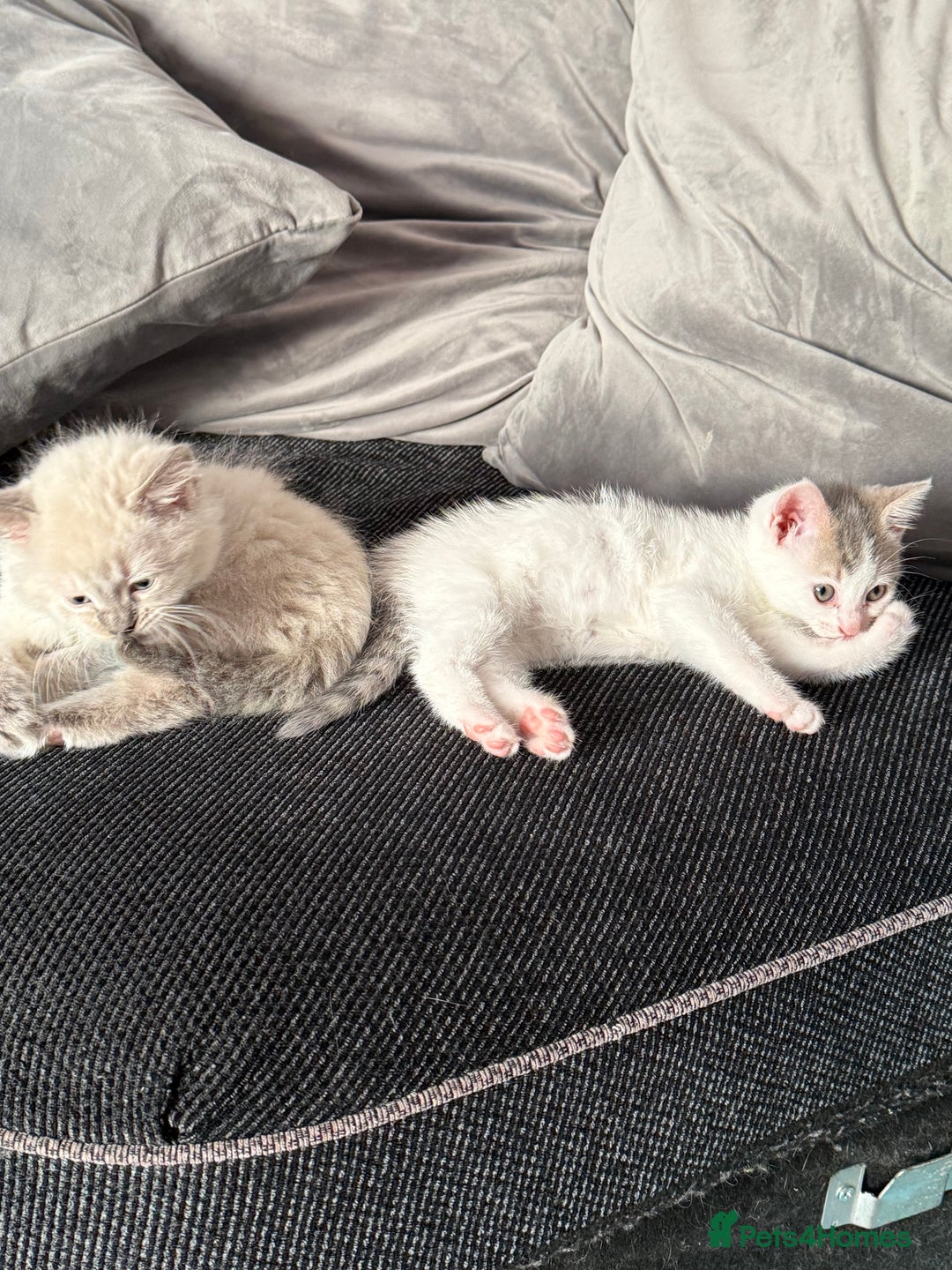 British Shorthair cats for sale: Beautiful BSH 2 male 1 female  - Image 1
